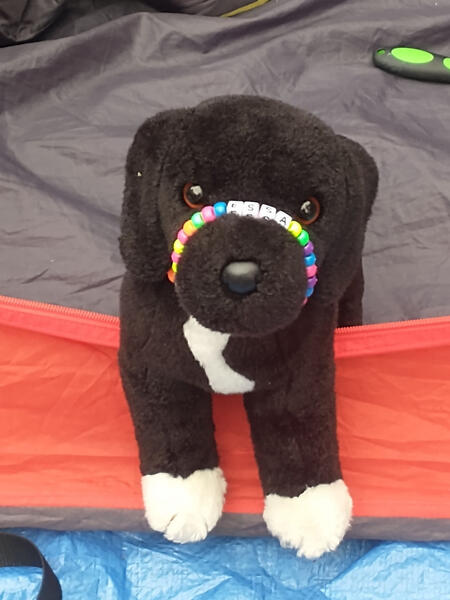 A black and white plush dog is halfway out of a tent, looking cutely at the camera.